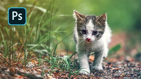 [Release] Cats Editor .